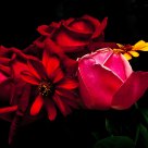 Flowers at Night